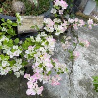 bán chậu hoa giáy phớt hồng