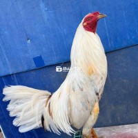 Bướm Mỹ 2k550 Chân Máng Sối Nghĩ đổ Thanh lý  