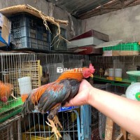 Trống tre bắc cộc gà nọc