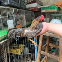 Trống tre bắc cộc