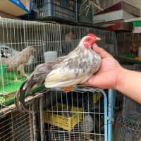 Trống tre bắc cộc