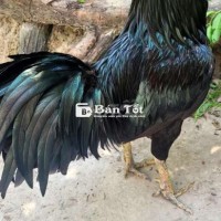Xanh cán vuông 3kg, trạng 3kg2 VIP