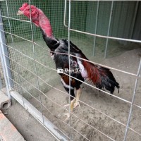 Tía cao chói 2 mang đánh nguyên 2 khoe mắt đầu mặt