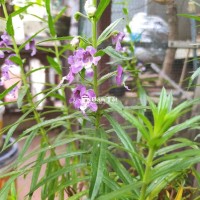 Cây violet cổ