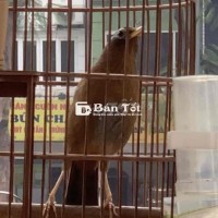 giải tán đam mê combo cả lồng cả chim