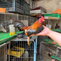 Trống tre bắc cộc