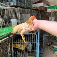 Mái Tre Bắc Cộc - Bình Chánh, HCM  