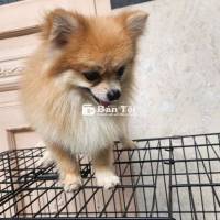 Nhà dư bé phốc sóc bờm sư tử bé đực, thông minh lanh lẹ, nhìn giống sư tử  