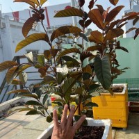 ổi tím cây lớn như hình ở Q6.