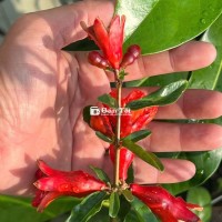Lựu Ấn Độ chuẩn giống Ấn