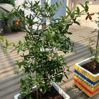 Lựu Ấn Độ đang trồng thùng xốp