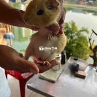 Bán hết không chơi nữa - Dọn chuồng bán hết 7 em bọ Thái và Mỹ  