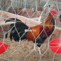 Que nghệ 2kg9. Tay dữ.