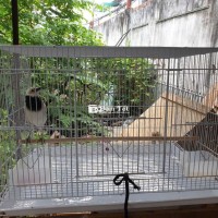 Bán cả bộ chim cưỡng và lồng