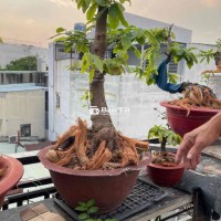 Chậu Mai Tứ Quý Ghép Cúc Kem - Đẹp Mắt, Dễ Chăm, Chơi 3 Mùa Tết