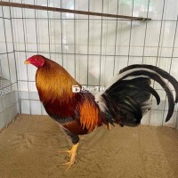 Gà Tre Chọi Loại 1 & 2 - Máu Giỏi - Khung Đẹp - Trọng Lượng Tốt