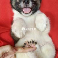 Corgi lai bò sữa siêu đáng yêu