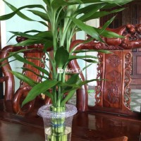 Cây phát tài xinh đẹp thịnh vượng
