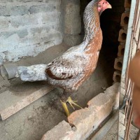 mái đẹp cho ae gây dòng