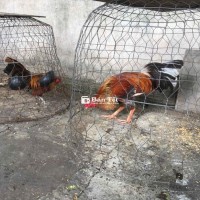 một nồi 3,4kg và 1 tre bán 1,1 triệu