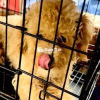 cân bán poodle 8 tháng tuổi