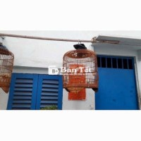 Chào mái mái xám xám trắng siu đẹp