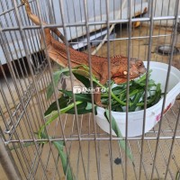 Chia lại, hoặc gluu cá rồng