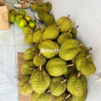 Sầu Riêng Ri6 Musangking