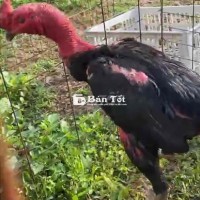 chói 2mang