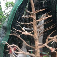 bán mai vàng bình koi