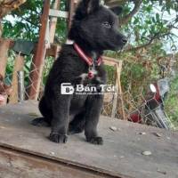 Bán chó bản xù Bắc Hà