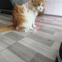 Mèo anh lông dài thuần
