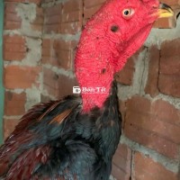 Tía Chân Vàng - Gà Đá Cực Phẩm  