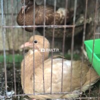 Cặp bồ câu gà đẹp!