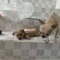 Cần tìm nhà mới cho bé Chihuahua lai đáng yêu