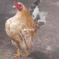 Gà Trống Cần Mua: Hơn Ba Tháng Tuổi, Giá Sinh Viên