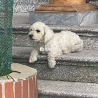 Cần bán chó Poodle thuần chủng - Đẹp, khỏe, dễ thương