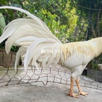 Gà nọc thái zin 3kg8