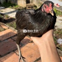 thanh lý gà tre mái nọc