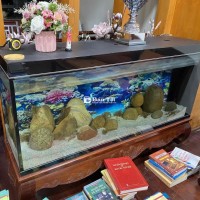 Bể cá tài lộc chân quỳ