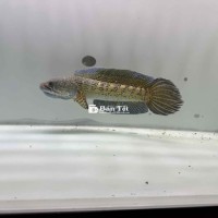 Lóc nữ hoàng indo u30