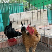 Cặp gà tre tơ cần chia cặp, trạng hiện tại 1k3