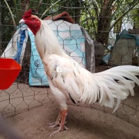 Gà nồi 3,1kg