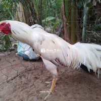 Gà nồi 3kg tay tốt.
