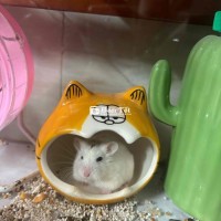 HAMSTER ROBO CHUỘT MINI DỄ THƯƠNG - 3 THÁNG TUỔI, MÀU SNOW ĐÓM NHẠT