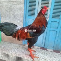 Điều chân vàng 3kg tơ zin