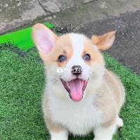 bé đực mặt xinh kẻ vẽ to