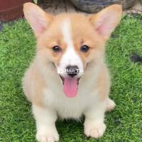 bé corgi cái kẻ cân