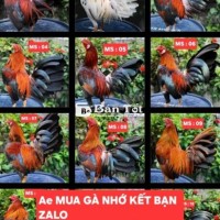 TẠI ĐÂY CÓ BÁN GÀ TRE LAI F1 ???