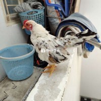 Trống bắc chuối bông 300gram